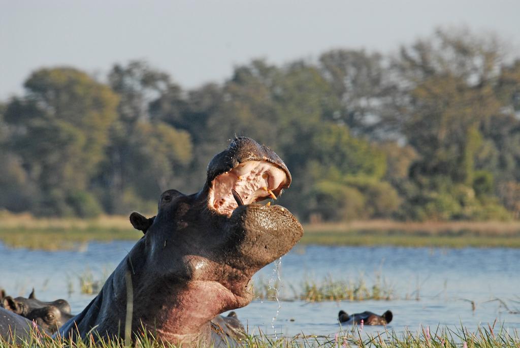 Divava Okavango Resort And Spa Bagani Extérieur photo